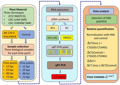 Genetic Analysis of NBS-LRR Gene Family in Chickpea and Their Expression Profiles in Response to Ascochyta Blight Infection